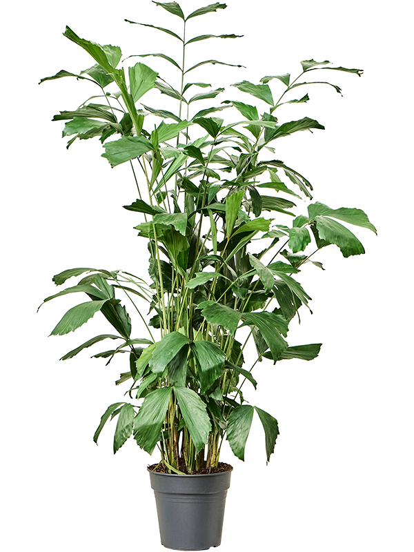 Lush Fishtail Palm Caryota mitis Indoor House Plants