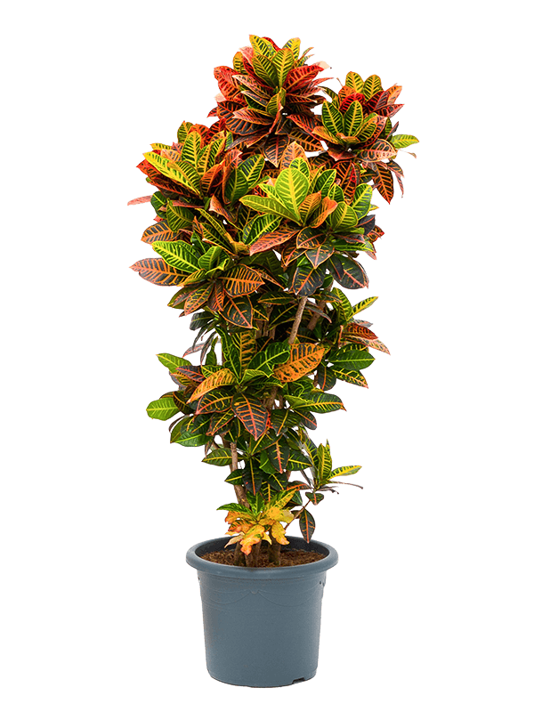 Colorful Croton (Codiaeum) variegatum 'Petra' Indoor House Plants