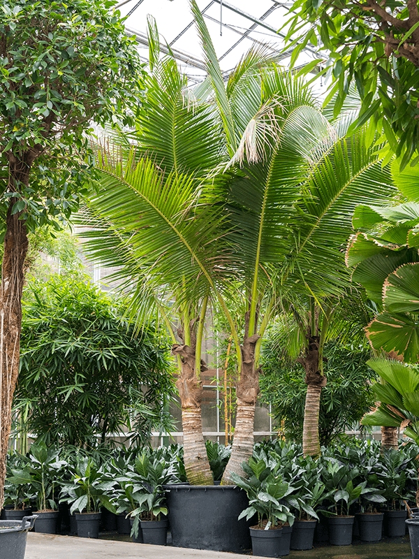 Tropical Coconut Cocos nucifera (425-475) Tall Indoor House Plants Trees
