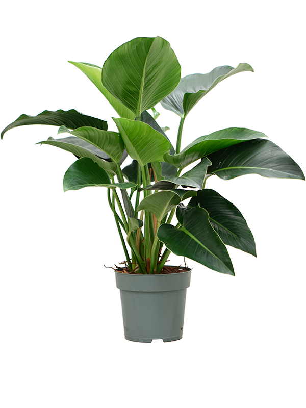 Lush Heart-Leaf Philodendron 'Green Beauty' Indoor House Plants