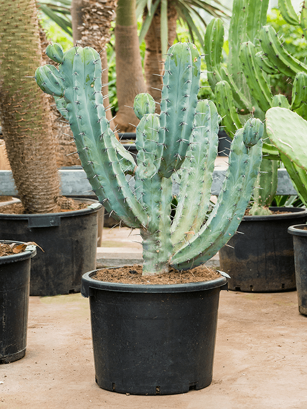 Easy-Care Blue Myrtle Cactus Myrtillocactus geometrizans