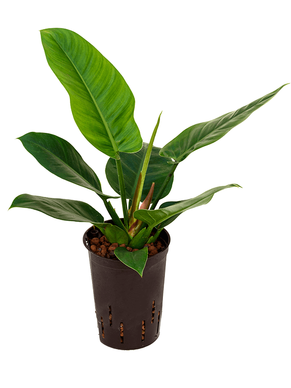 Lush Heart-Leaf Philodendron 'Imperial Green' Indoor House Plants