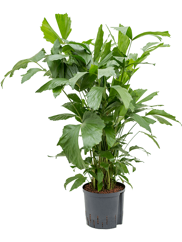 Lush Fishtail Palm Caryota mitis (650-725) Indoor House Plants