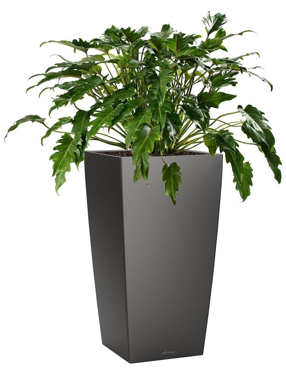 Philodendron Xanadu in LECHUZA CUBICO Self-watering Planter, Total Height 100 cm