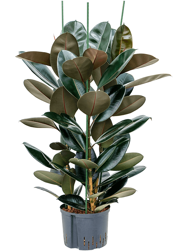Lush Rubber Plant Ficus elastica 'Abidjan' Indoor House Plants