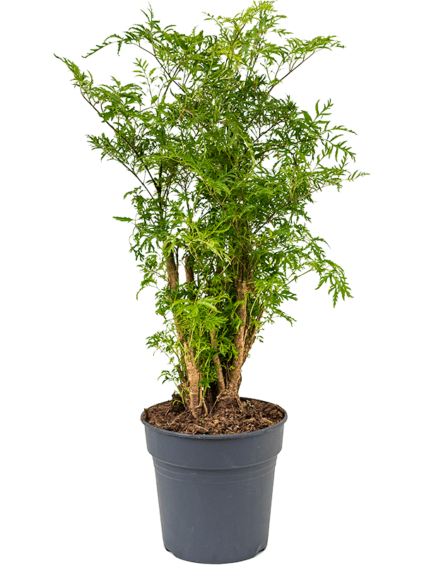 Lush Chinese Aralia (Polyscias) 'Ming' Indoor House Plants