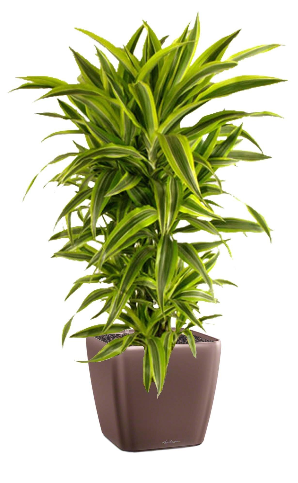 Dracaena Fragrans Lemon Lime in LECHUZA QUADRO LS Self-watering Planter, Total Height 150 cm