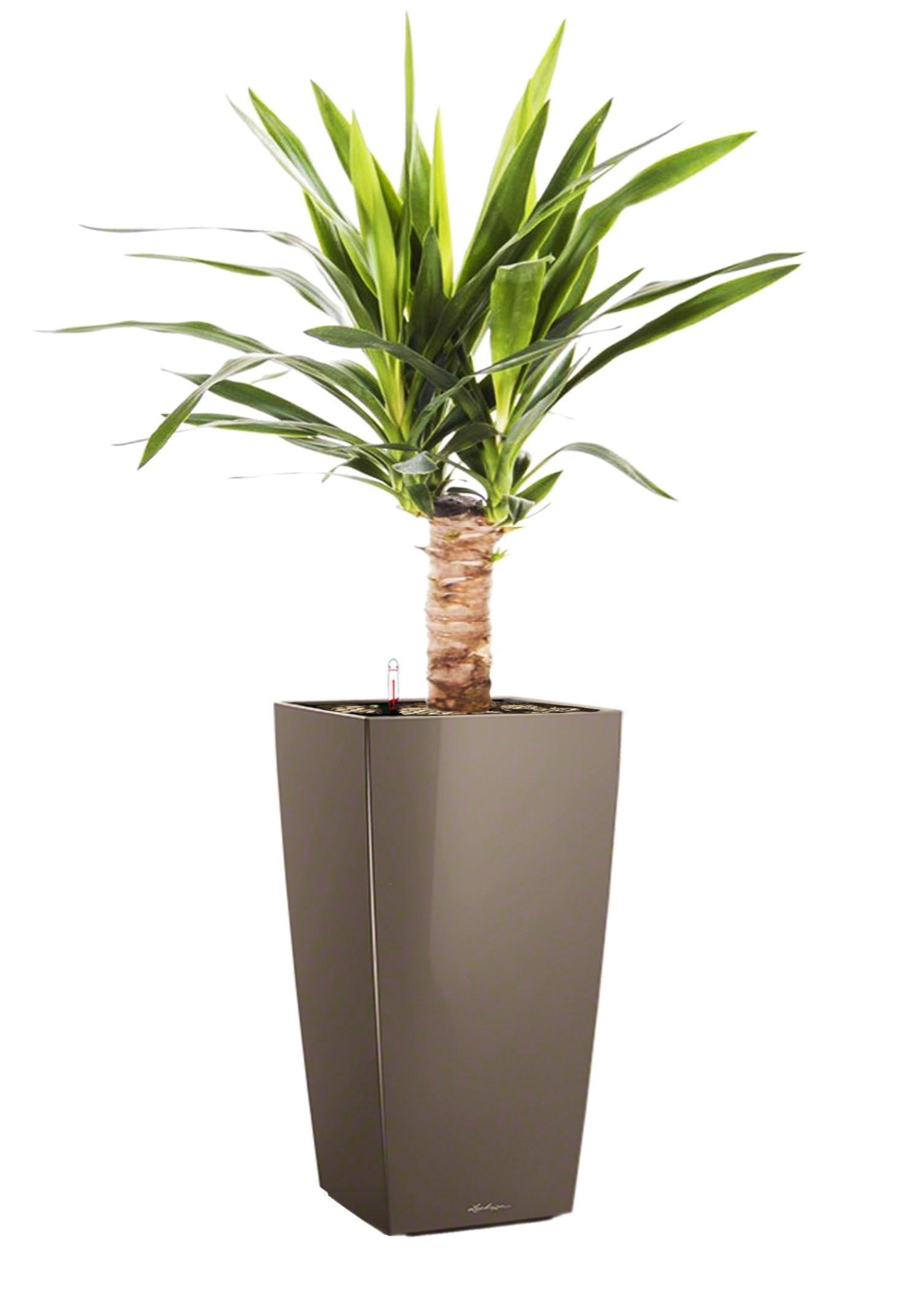Yucca in LECHUZA CUBICO Self-watering Planter, Total Height 70 cm