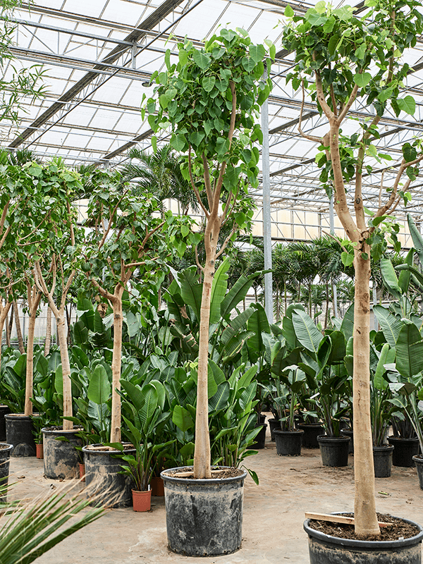 Lush Bodhi Tree Ficus religiosa (400-500) Indoor House Plants