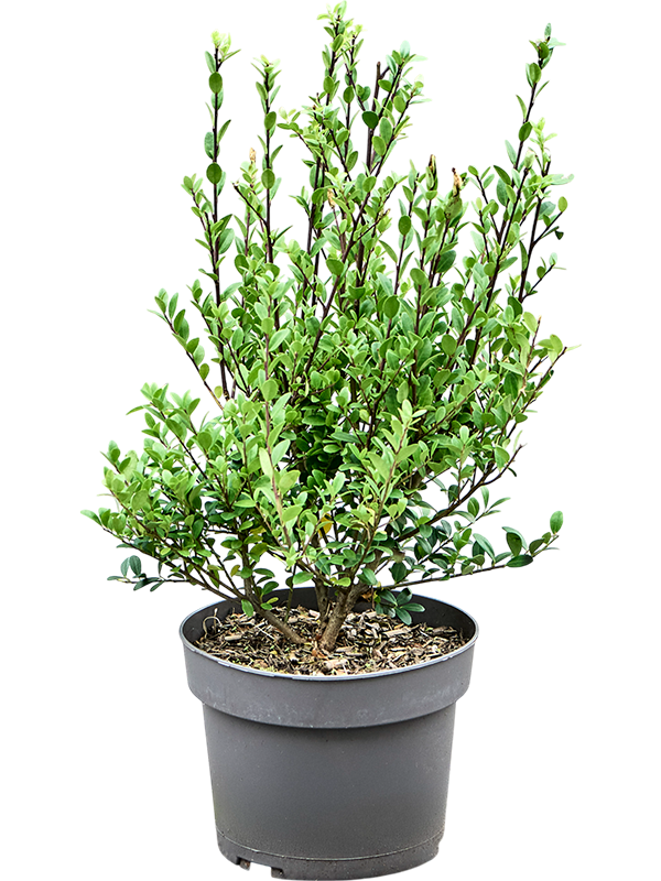 Cute Japanese Holly Ilex crenata 'Dark Green'