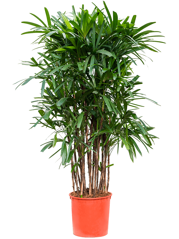 Tropical Lady Palm Rhapis excelsa Indoor House Plants
