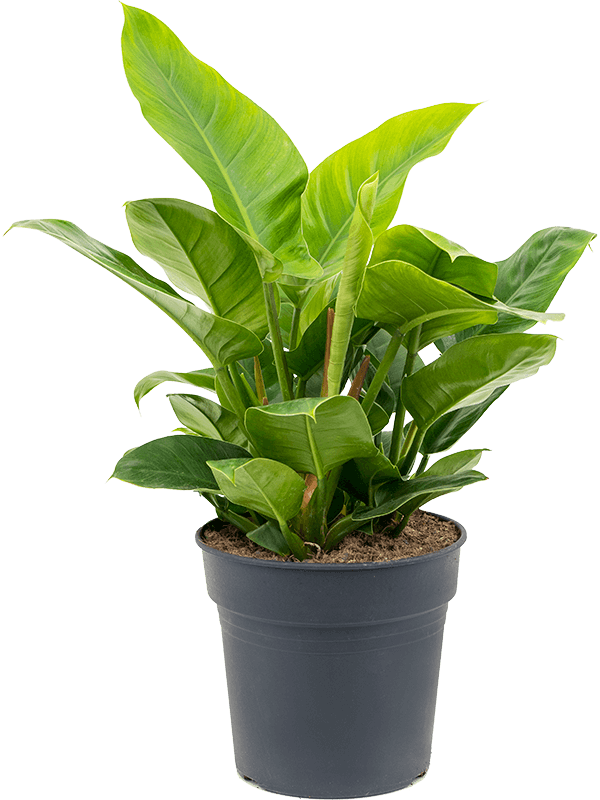 Lush Heart-Leaf Philodendron 'Imperial Green' Indoor House Plants