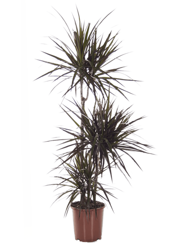 Showy Dragon Tree Dracaena marginata 'Magenta' Tall Indoor House Plants Trees