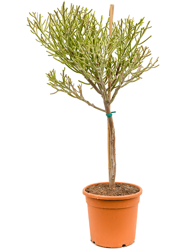 Easy-Care African Milk Tree Euphorbia fiherenensis Indoor House Plants