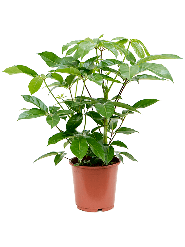 Cheerful Umbrella Tree Schefflera actinophylla 'Amate' Indoor House Plants
