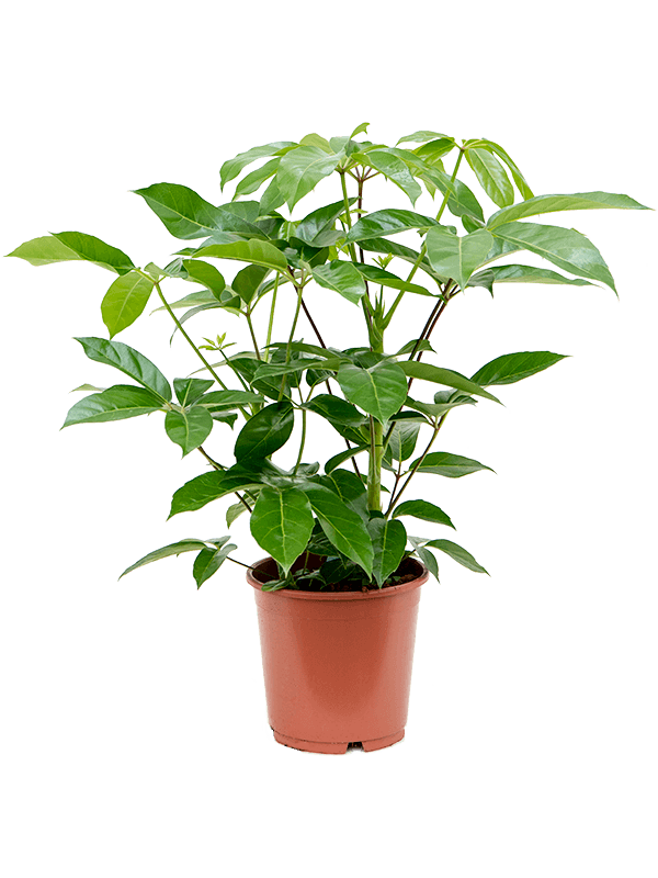 Cheerful Umbrella Tree Schefflera actinophylla 'Amate' Indoor House Plants