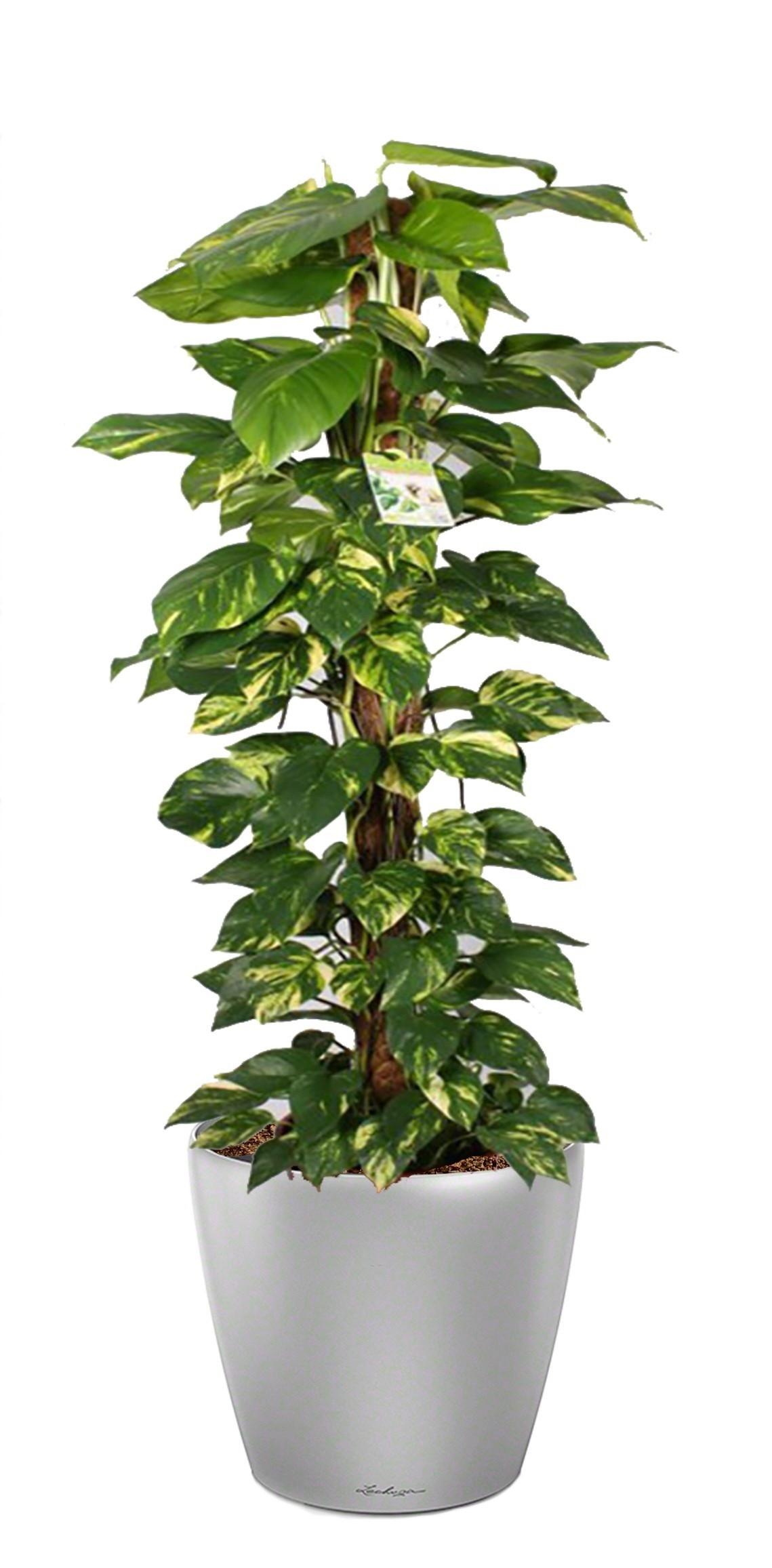 Easy-Care Fern Epipremnum aureum Golden Pothos in LECHUZA CLASSICO LS Self-watering Planter, Total Height 160 cm Indoor House Plants