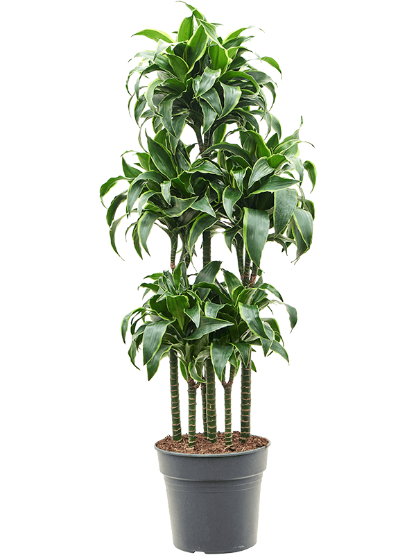 Insta-friendly Corn Plant Dracaena fragrans 'Dorado' Tall Indoor House Plants Trees