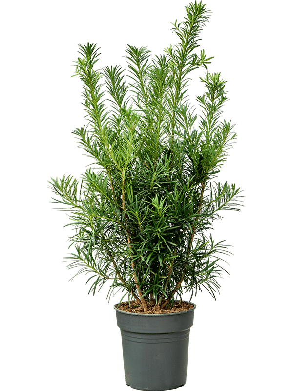Lush Kusamaki Podocarpus macrophyllus Indoor House Plants