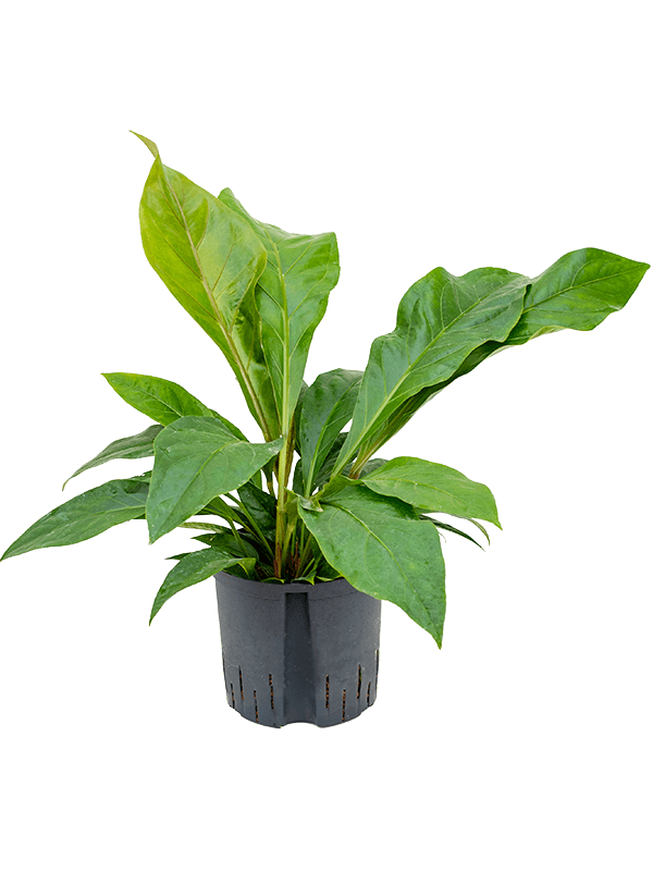 Lush Flamingo Flower Anthurium elipticum 'Jungle Bush' Indoor House Plants
