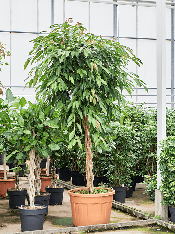 Lush Narrow-leaf Fig Ficus binnendijkii 'Amstel King' Tall Indoor House Plants Trees