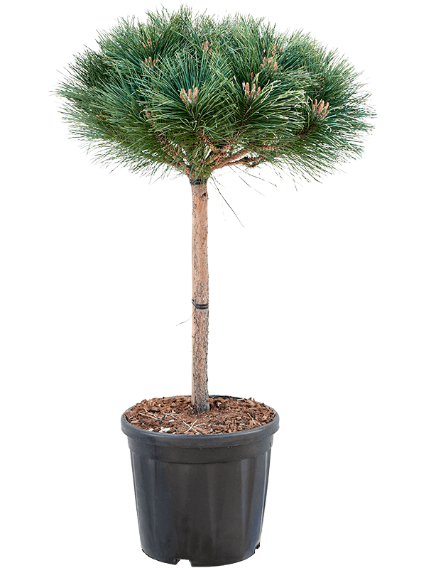 Pinus nigra 'Brepo'