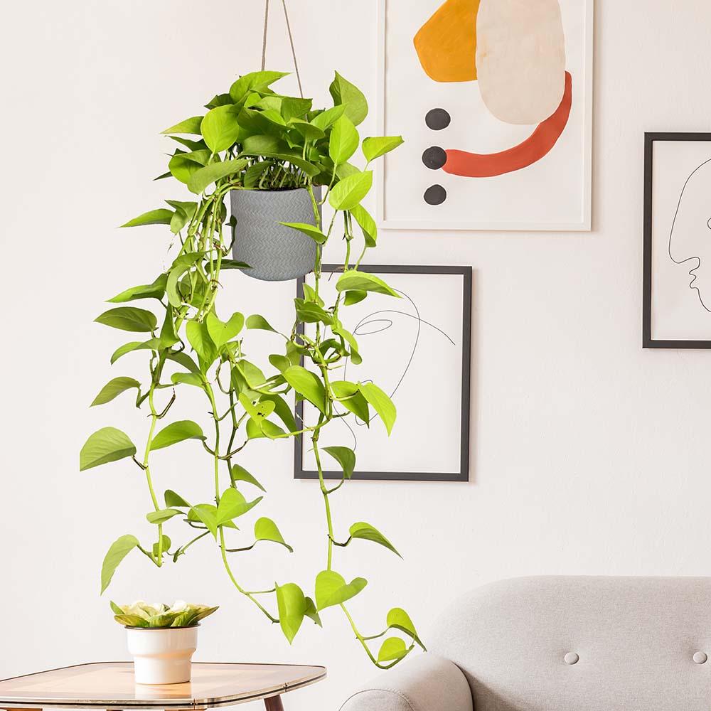 IDEALIST Lite Plaited Style Table and Hanging Cylinder Round Plant Pot Dual Use Indoor Planter