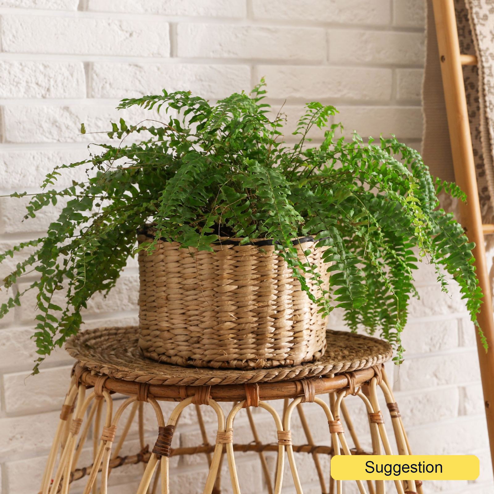 Cheerful Boston Fern Nephrolepis green lady Indoor House Plants