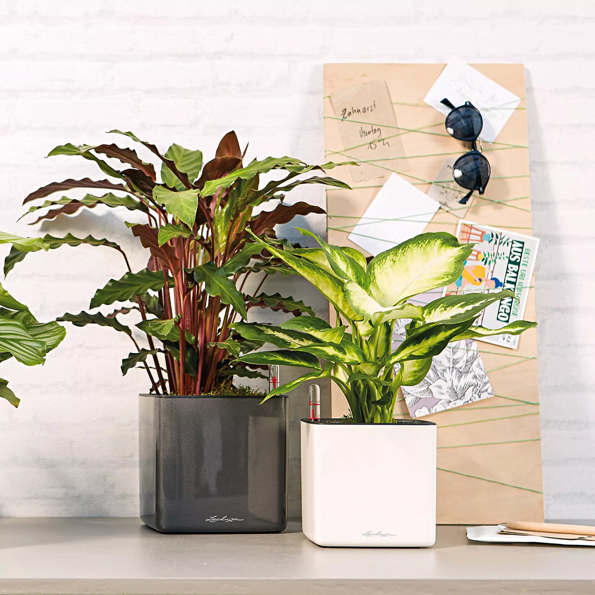 LECHUZA CUBE Glossy Cat Square Poly Resin Indoor Self-watering Planter