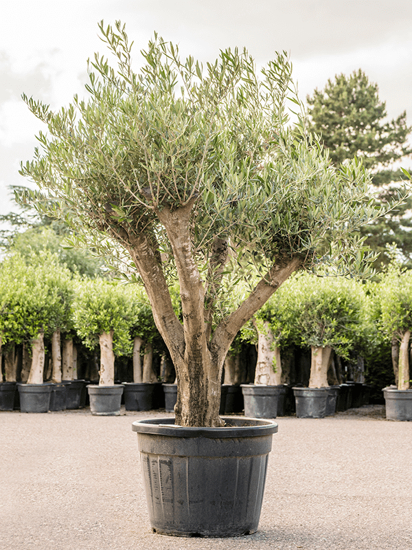Showy Olive Olea europaea