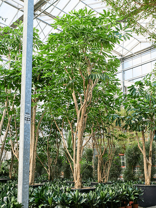 Cheerful Umbrella Tree Schefflera actinophylla 'Amate' Indoor House Plants