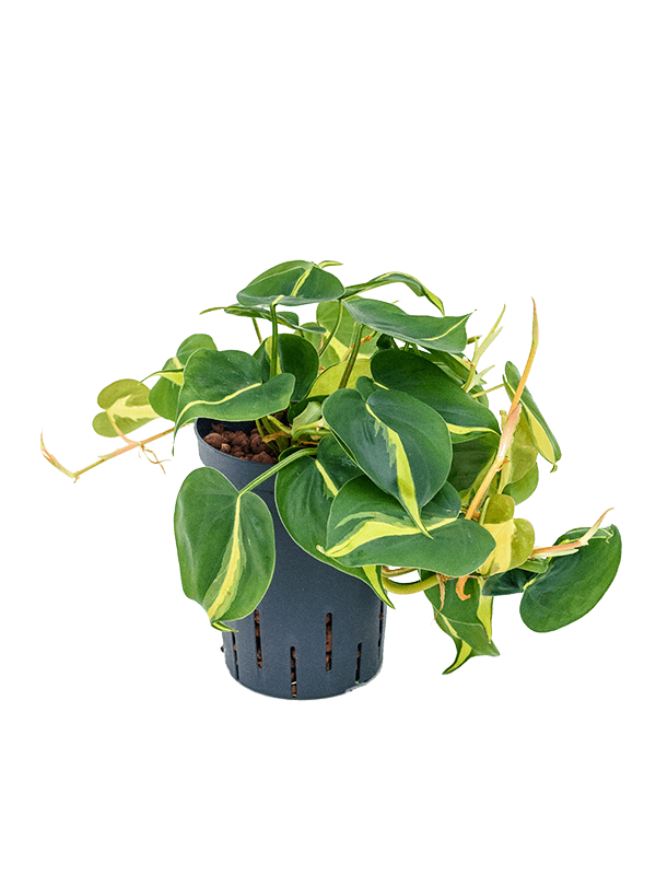 Lush Heart-Leaf Philodendron scandens 'Brasil' Indoor House Plants