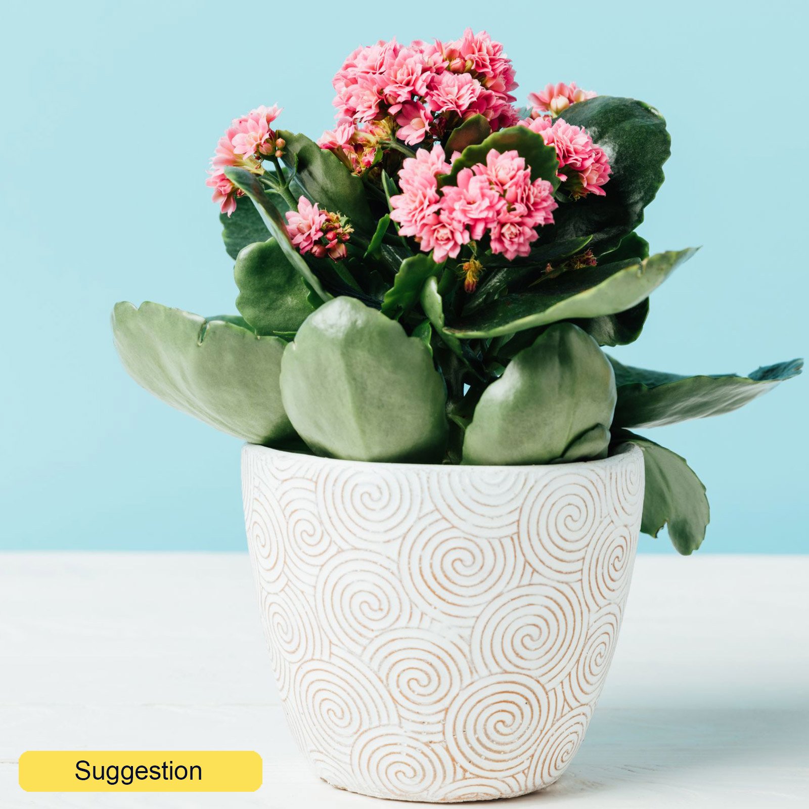 Cute Flaming Katy Kalanchoe beharensis Indoor House Plants