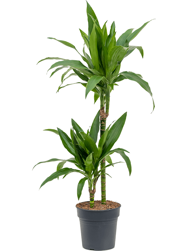 Impressive Corn Plant Dracaena fragrans 'Janet Craig' Tall Indoor House Plants Trees