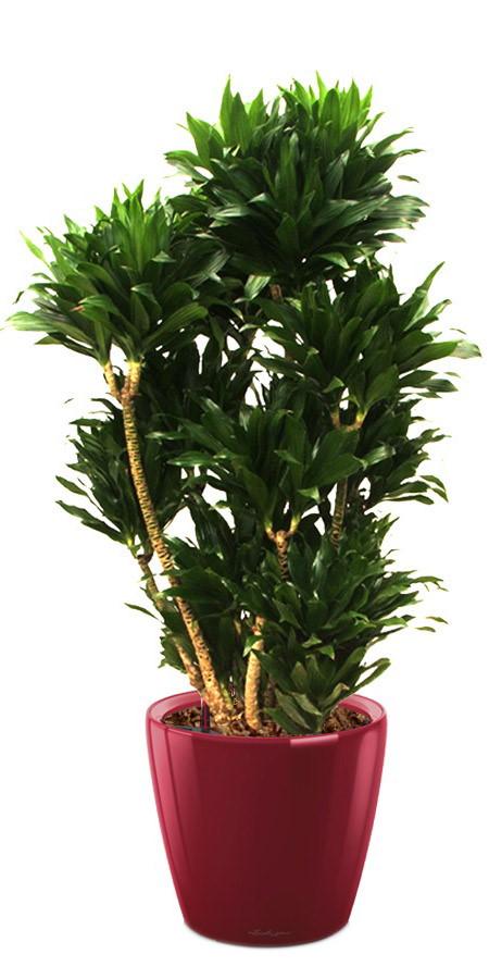 Dracaena Fragrans Compacta in LECHUZA CLASSICO LS Self-watering Planter, Total Height 105 cm