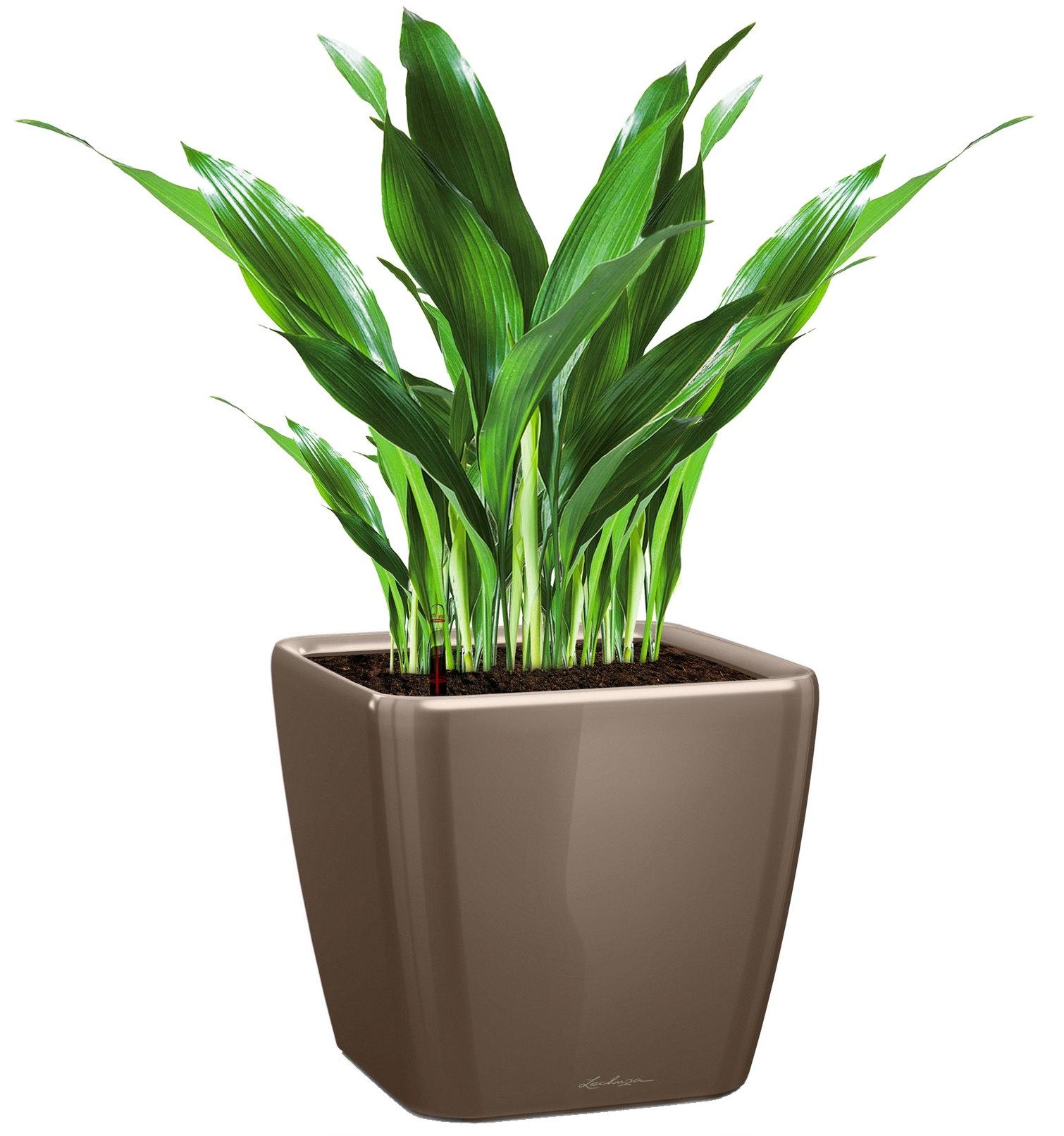 Aspidistra in LECHUZA QUADRO LS Self-watering Planter, Total Height 80 cm