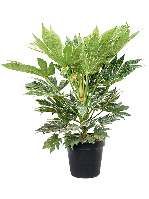 Lush Japanese Aralia Fatsia japonica 'Spider Web' Indoor House Plants