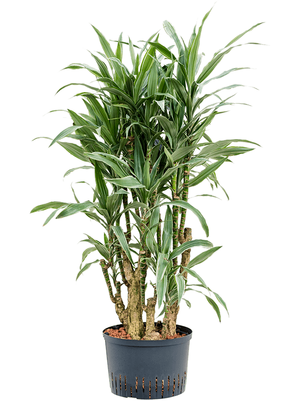 Insta-friendly Dracaena deremensis 'Warneckei' Tall Indoor House Plants Trees