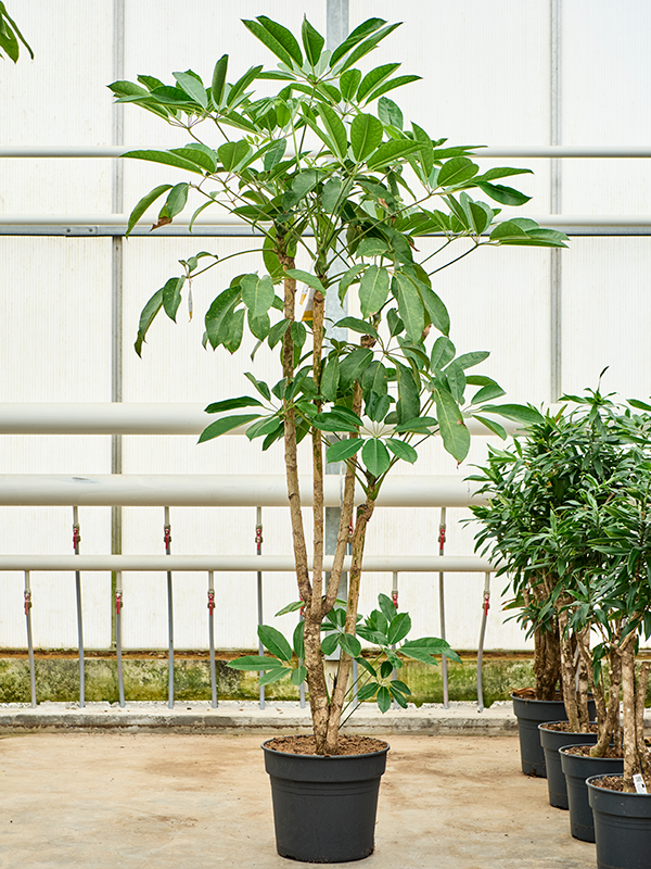 Cheerful Umbrella Tree Schefflera actinophylla 'Amate' Indoor House Plants