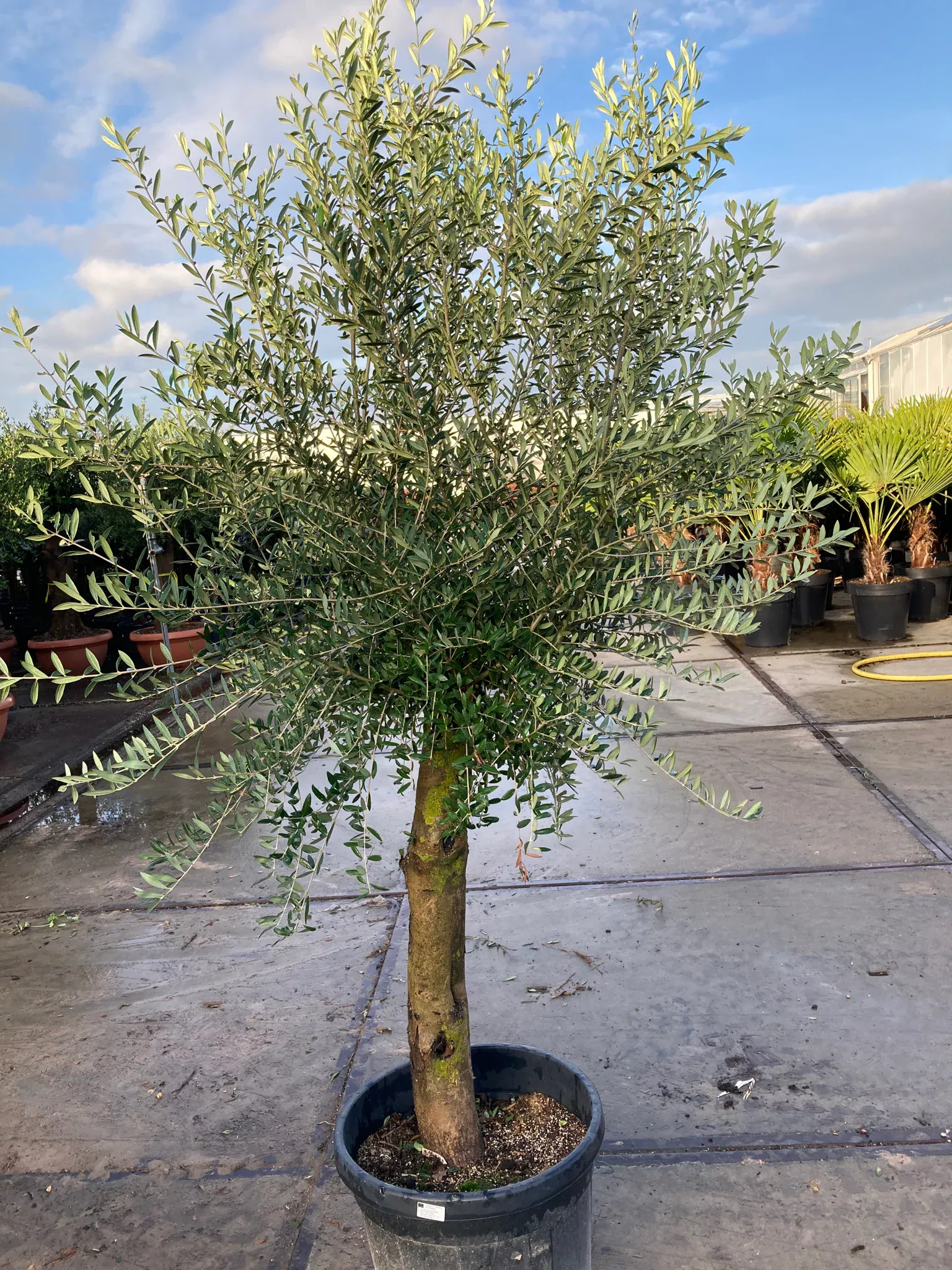 Olive Tree | Olea europea
