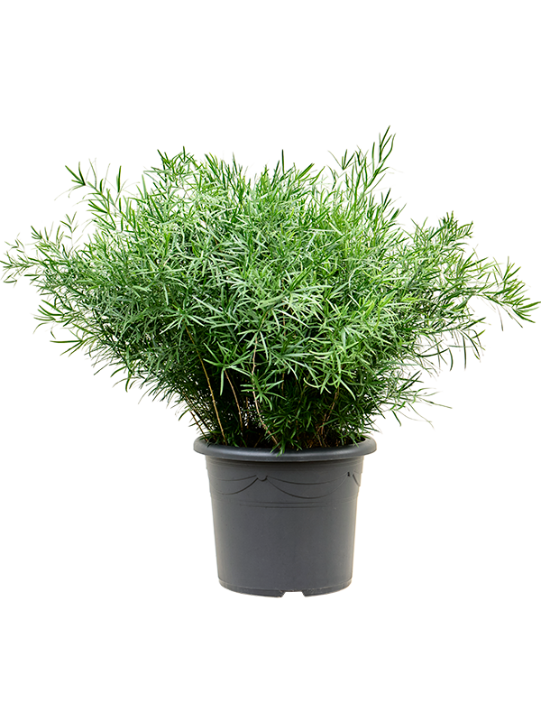 Lush Sicklethorn Asparagus falcatus Indoor House Plants