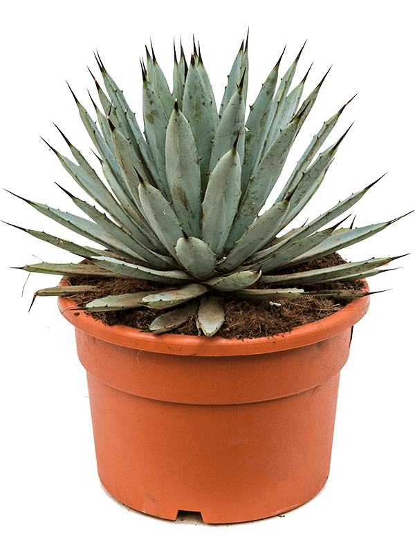 Easy-Care Large-thorned Agave macroacantha Indoor House Plants