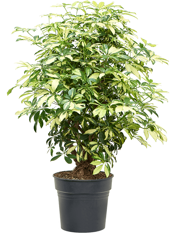 Colorful Umbrella Tree Schefflera arboricola 'Trinette' Indoor House Plants