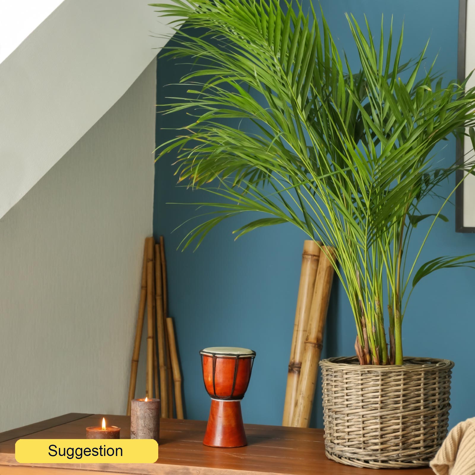 Tropical Golden Cane Palm Dypsis (Areca) lutescens Indoor House Plants