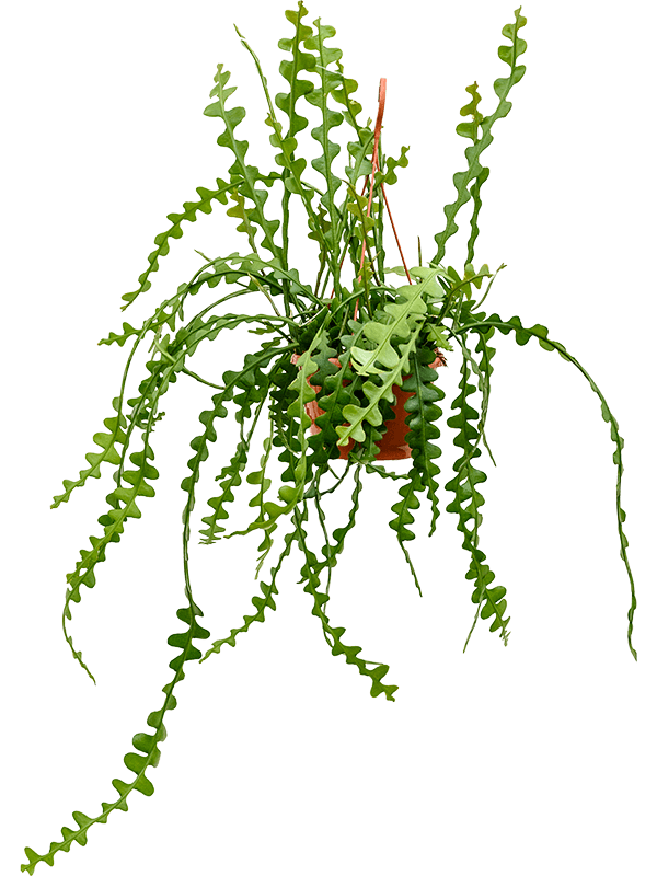 Cheerful Fishbone Cactus Epiphyllum anguliger Indoor House Plants