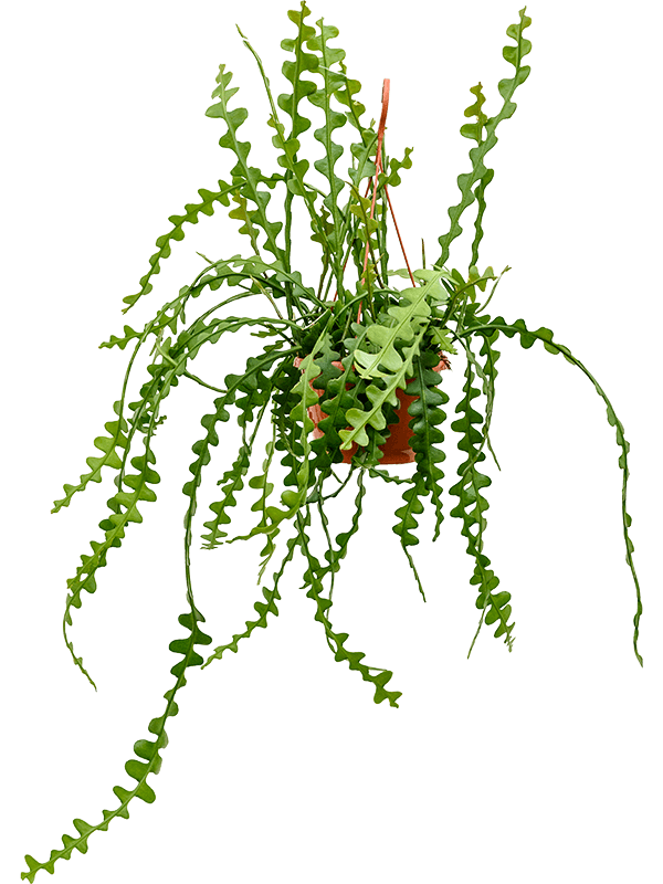 Cheerful Fishbone Cactus Epiphyllum anguliger Indoor House Plants