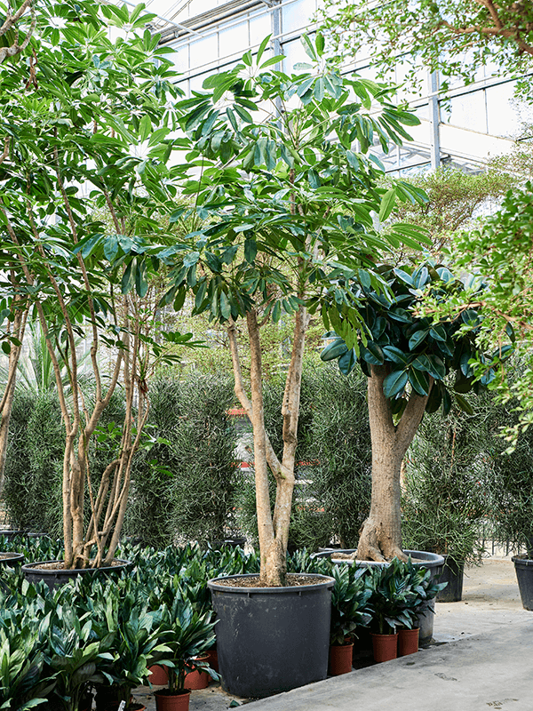 Cheerful Umbrella Tree Schefflera actinophylla 'Amate' Indoor House Plants