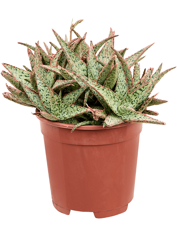 Easy-Care Green Sand Aloe 'Vito' Indoor House Plants