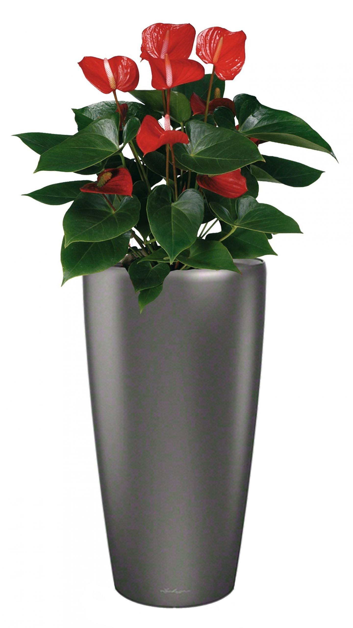 Blooming Anthurium Andraeanum in LECHUZA RONDO Self-watering Planter, Total Height 100 cm