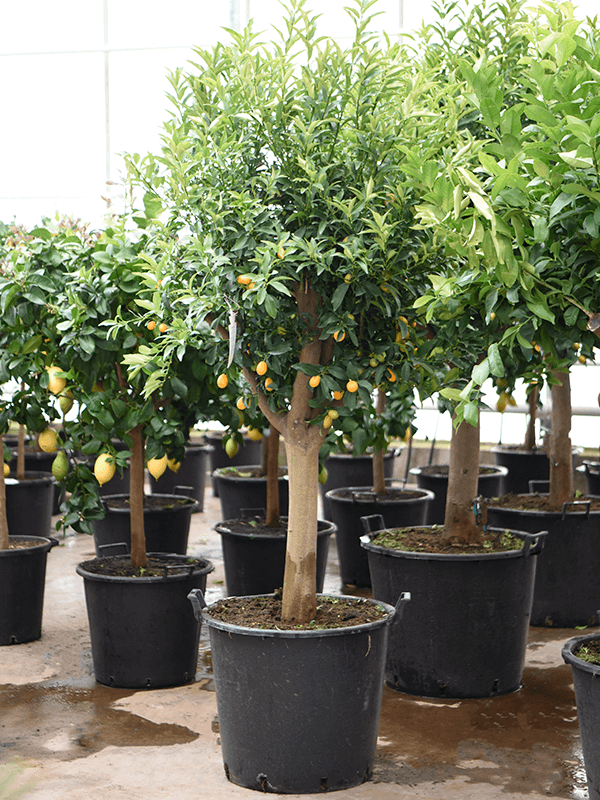 Cheerful Citrus (Citrofortunella) kumquat Tall Indoor House Plants Trees